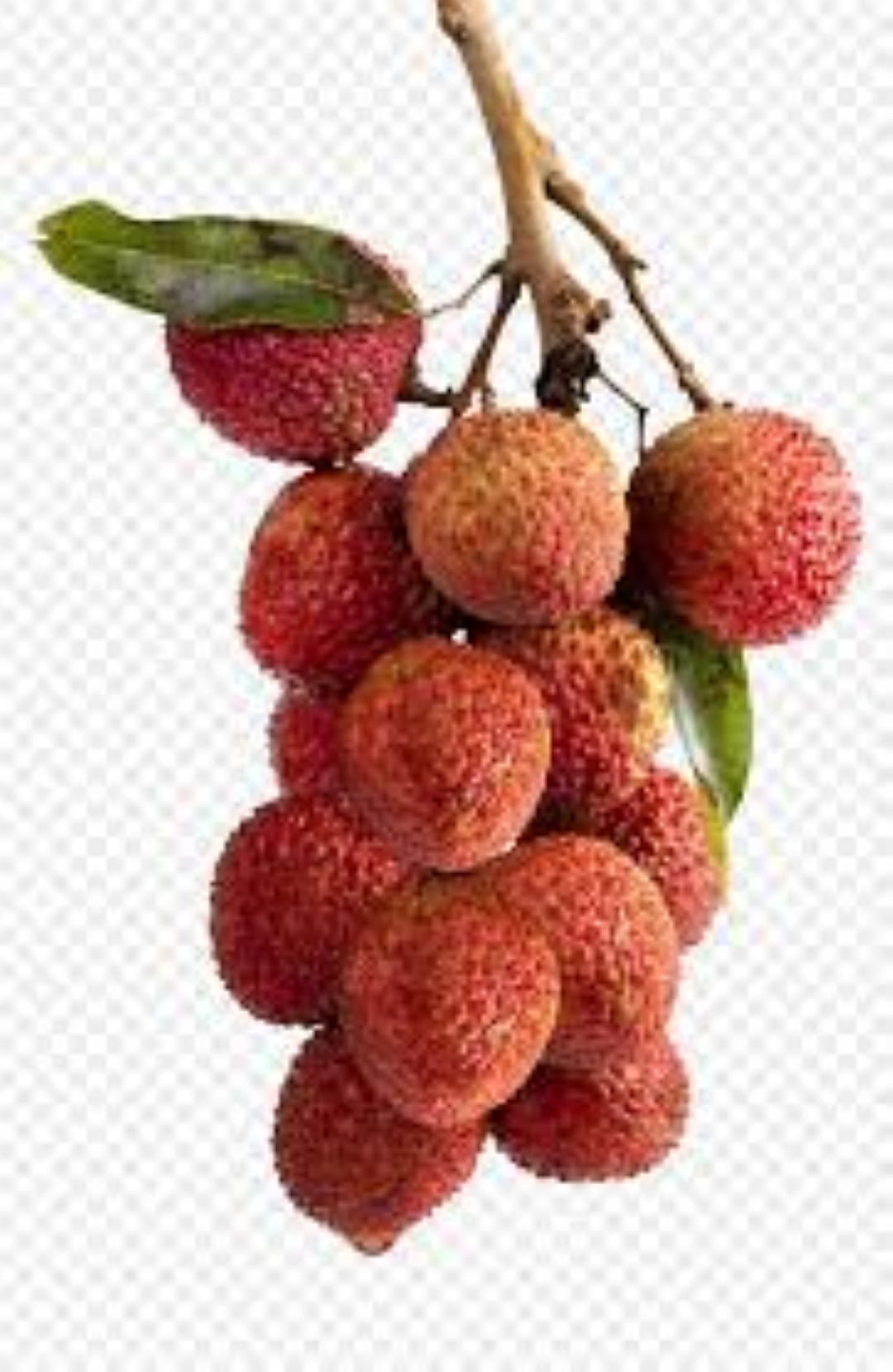 FRESH LITCHI